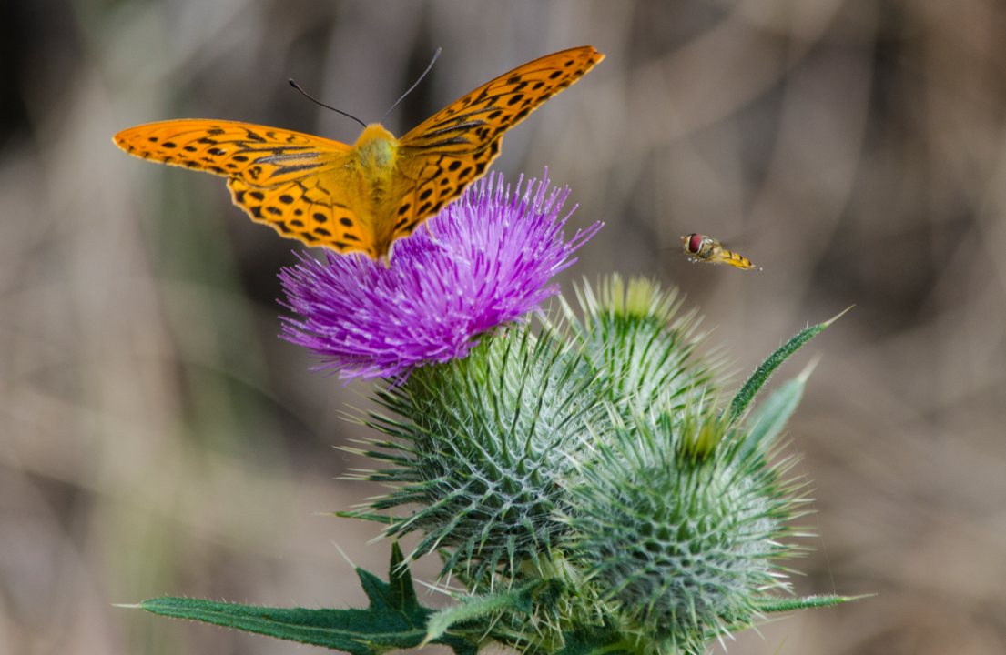 Pollinator Academy